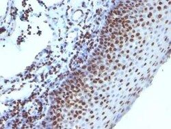 H1F0 Antibody (1415-1), Novus Biologicals:Antibodies:Primary Antibodies