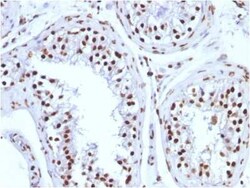 H1F0 Antibody (1415-1), Novus Biologicals:Antibodies:Primary Antibodies