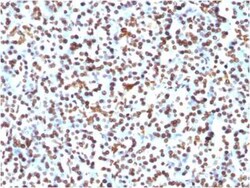 H1F0 Antibody (1415-1), Novus Biologicals:Antibodies:Primary Antibodies