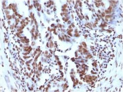 H1F0 Antibody (1415-1), Novus Biologicals:Antibodies:Primary Antibodies