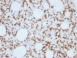 H1F0 Antibody (1415-1), Novus Biologicals:Antibodies:Primary Antibodies