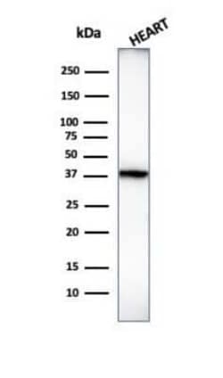H1F0 Antibody (1415-1), Novus Biologicals:Antibodies:Primary Antibodies
