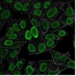 H1F0 Antibody (AE-4), Novus Biologicals:Antibodies:Primary Antibodies