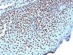 H1F0 Antibody (AE-4), Novus Biologicals:Antibodies:Primary Antibodies
