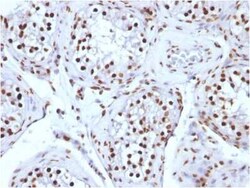 H1F0 Antibody (AE-4), Novus Biologicals:Antibodies:Primary Antibodies