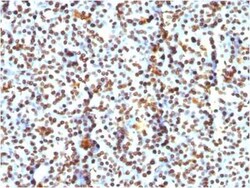 H1F0 Antibody (AE-4), Novus Biologicals:Antibodies:Primary Antibodies