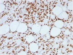 H1F0 Antibody (AE-4), Novus Biologicals:Antibodies:Primary Antibodies