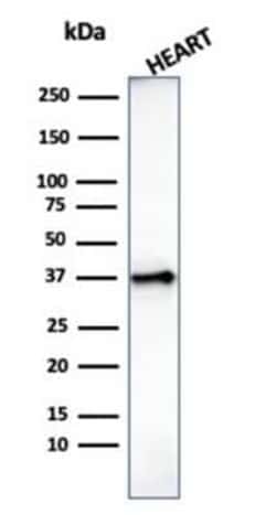 H1F0 Antibody (AE-4), Novus Biologicals:Antibodies:Primary Antibodies