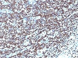 Histone H1 Antibody (HH1/957), Novus Biologicals 0.1mg; Unlabeled:Antibodies,