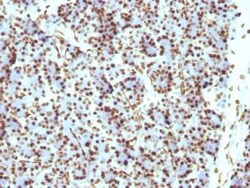 Histone H1 Antibody (HH1/957), Novus Biologicals 0.1mg; Unlabeled:Antibodies,