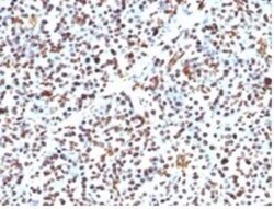 Histone H1 Antibody (HH1/957), Novus Biologicals 0.1mg; Unlabeled:Antibodies,