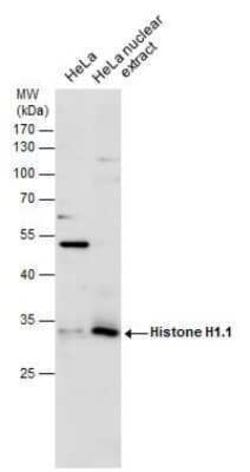 Histone H1.1 Antibody, Novus Biologicals 100 &mu;g | Buy Online | Novus Biologicals | Fisher Scientific