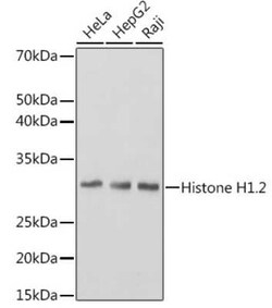 Histone H1.2 Rabbit anti-Human, Mouse, Rat, Clone: 9T9Q7, Novus Biologicals 20 &mu;g | Buy Online | Novus Biologicals | Fisher Scientific