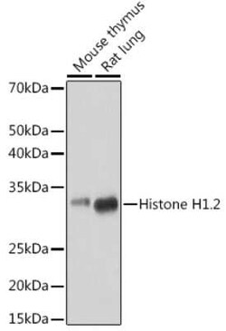 Histone H1.2 Rabbit anti-Human, Mouse, Rat, Clone: 9T9Q7, Novus Biologicals 20 &mu;g | Buy Online | Novus Biologicals | Fisher Scientific
