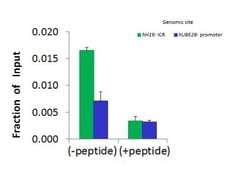 Histone H1.2 Antibody, Novus Biologicals 100 &mu;L; Unconjugated:Antibodies,