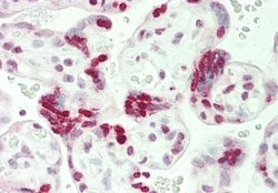 Histone H1.2 Antibody, Novus Biologicals 100 &mu;L; Unconjugated:Antibodies,
