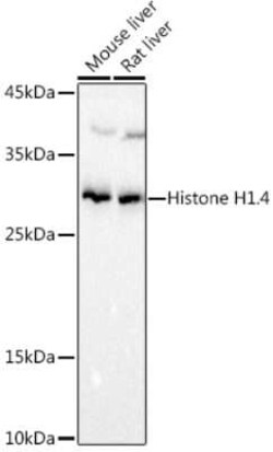 Histone H1.4 Rabbit anti-Human, Mouse, Rat, Polyclonal, Novus Biologicals
