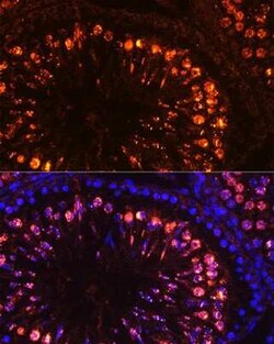 Histone H1T Rabbit anti-Mouse, Rat, Polyclonal, Novus Biologicals 100 &mu;g;