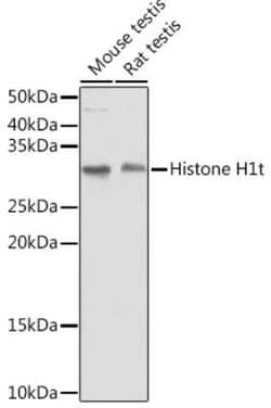 Histone H1T Rabbit anti-Human, Mouse, Rat, Polyclonal, Novus Biologicals