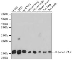 Histone H2A.Z Rabbit anti-Human, Mouse, Rat, Clone: 2X2I10, Novus Biologicals 100 &mu;g | Buy Online | Novus Biologicals | Fisher Scientific