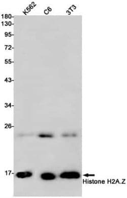 Histone H2A.Z Rabbit anti-Human, Mouse, Rat, Clone: S09-3H9, Novus Biologicals 25 &mu;g | Buy Online | Novus Biologicals | Fisher Scientific