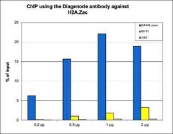 Histone H2A.Z, ac Lys7, ac Lys11, ac Lys4 Antibody, Novus Biologicals 50 &mu;g | Buy Online | Novus Biologicals | Fisher Scientific