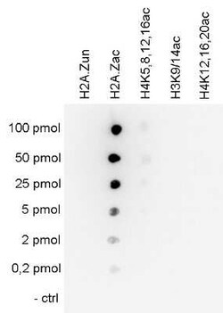 Histone H2A.Z, ac Lys7, ac Lys11, ac Lys4 Antibody, Novus Biologicals 50 &mu;g | Buy Online | Novus Biologicals | Fisher Scientific