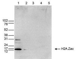 Histone H2A.Z, ac Lys7, ac Lys11, ac Lys4 Antibody, Novus Biologicals 50 &mu;g | Buy Online | Novus Biologicals | Fisher Scientific