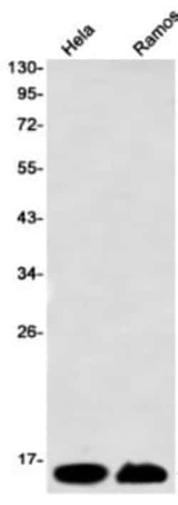Histone H2AX Antibody (S02-3C8), Novus Biologicals 100 &mu;g; Unconjugated:Antibodies,