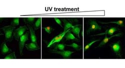 Histone H2AX, p Ser139 Antibody (RM224), Novus Biologicals 100 &mu;g; Unconjugated:Antibodies,
