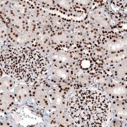 Histone H2AY/macroH2A.1 Antibody (CL5256), Novus Biologicals:Antibodies:Primary
