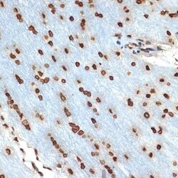 Histone H2B Rabbit anti-Human, Mouse, Rat, Clone: 3U2P5, Novus Biologicals