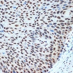 Histone H2B Rabbit anti-Human, Mouse, Rat, Clone: 3U2P5, Novus Biologicals