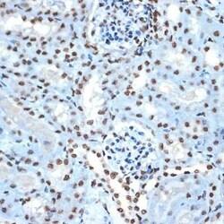 Histone H2B Rabbit anti-Human, Mouse, Rat, Clone: 3U2P5, Novus Biologicals