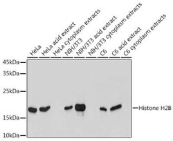Histone H2B Rabbit anti-Human, Mouse, Rat, Clone: 3U2P5, Novus Biologicals