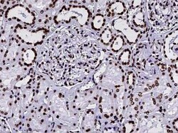 Histone H2B type 2E Antibody, Novus Biologicals 50 &mu;g; Unconjugated:Antibodies,