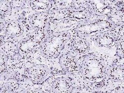 Histone H2B type 2E Antibody, Novus Biologicals 50 &mu;g; Unconjugated:Antibodies,