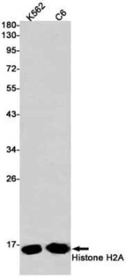 Histone H2a Rabbit anti-Yeast, Clone: S08-1A5, Novus Biologicals:Antibodies:Primary