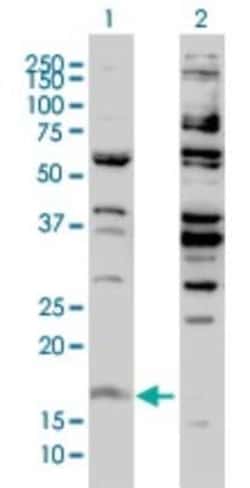 Novus Biologicals Histone H3.3B Antibody (2D7-H1), Novus Biologicals 0.1 mg | Buy Online | Novus Biologicals&trade; | Fisher Scientific