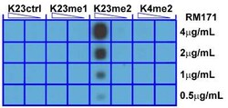Histone H3, Dimethyl Lys23 Antibody (RM171), Novus Biologicals 100 &mu;g;