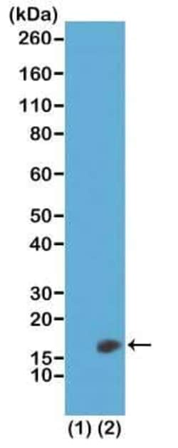 Histone H3, Dimethyl Lys23 Antibody (RM171), Novus Biologicals 100 &mu;g;