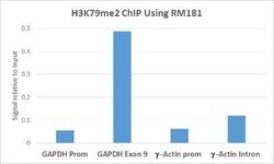Histone H3, Dimethyl Lys79 Antibody (RM181), Novus Biologicals 100 &mu;g;