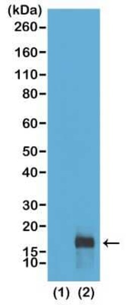 Histone H3, Dimethyl Lys79 Antibody (RM181), Novus Biologicals 100 &mu;g;