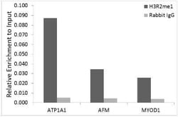 Histone H3 Rabbit anti-Human, Mouse, Rat, Clone: 3Y5F9, Novus Biologicals 100 &mu;g | Buy Online | Novus Biologicals | Fisher Scientific