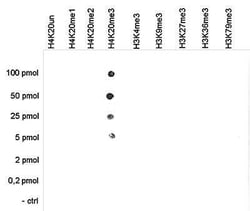 Histone H3, Trimethyl Lys20 Antibody, Novus Biologicals 50 &mu;g; Unconjugated:Antibodies,