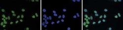 Histone H3, Trimethyl Lys20 Antibody, Novus Biologicals 50 &mu;g; Unconjugated:Antibodies,