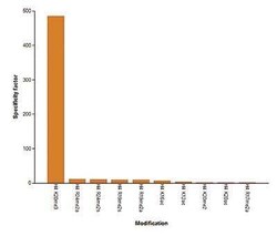 Histone H3, Trimethyl Lys20 Antibody, Novus Biologicals 50 &mu;g; Unconjugated:Antibodies,