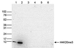 Histone H3, Trimethyl Lys20 Antibody, Novus Biologicals 50 &mu;g; Unconjugated:Antibodies,