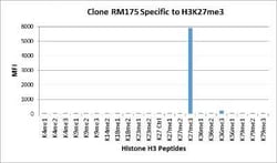 Histone H3, Trimethyl Lys27 Antibody (RM175), Novus Biologicals 100 &mu;g;