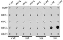Histone H3 Rabbit anti-Human, Mouse, Rat, Clone: 7W5T2, Novus Biologicals